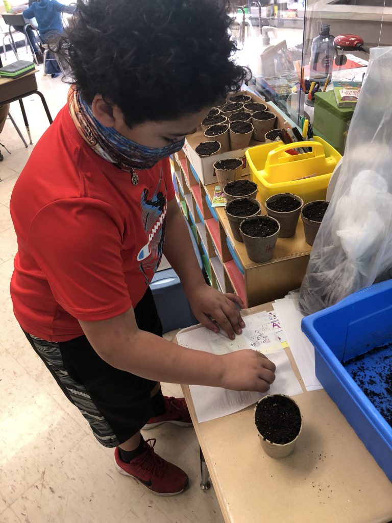 A second grade boy in a short-sleeve red shirt wearing a mask plants his seeds in a small cup of dirt.