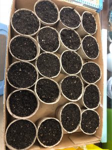 Twenty small cups of dirt sit in a box. All have seeds planted in them.