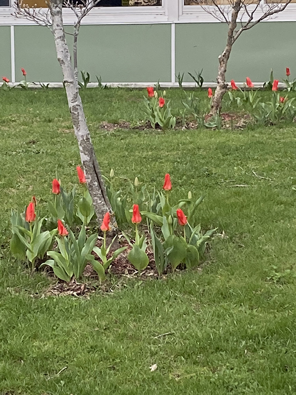 A tree surrounded by red tulips with more red tulips in the background.