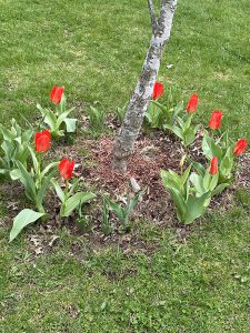 A circle of red tulips around a tree. They are surrounded by grass.
