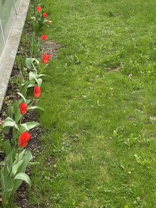 A row of red tulips against a building wall. Lots of grass in front of them.