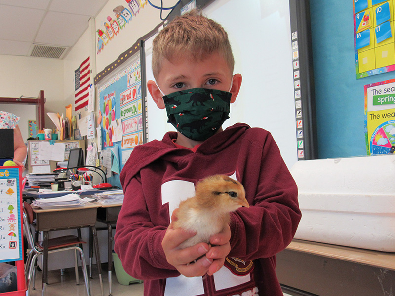 A young boy with short blonde hair wearing a green mask with dinosaurs on it and a red sweatshirt holds a baby chick out in front of him. He is in a kindergarten classroom.