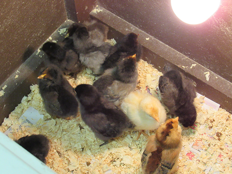 Little chicks in a lit glass case. There are shavings on the floor of it. There are mostly brown chicks with one yellow one and one a light brown and yellow mix.