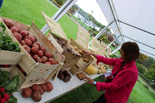 A woman in a pink jacket and shoulder-length dark hair reaches into a bin of potatoes. There are bins of vegetables on all sides of her. and a white tent over her.