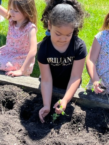 A little girl wearing a black t shirt plants a plant in the garden bed. She is looking very intently at her hands in the dirt and the plant.