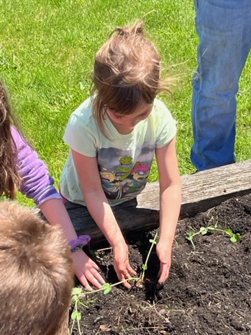 A little girl wearing a light green tshirt puts her hands in the dirt as she plants a plant.