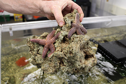 A hand touches a large piece of rock that has two star fish on it.