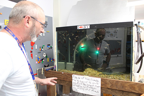 A man with very short gray hair and a gray beard, wearing glasses, looks at a large fish tank.