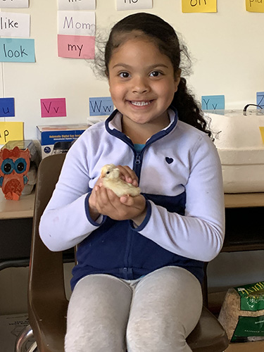A kindergarten girl with long dark hair pulled back in a ponytail, wearing a blue and light blue sweatshirt holds a yellow chick in her hands. She is smiling.