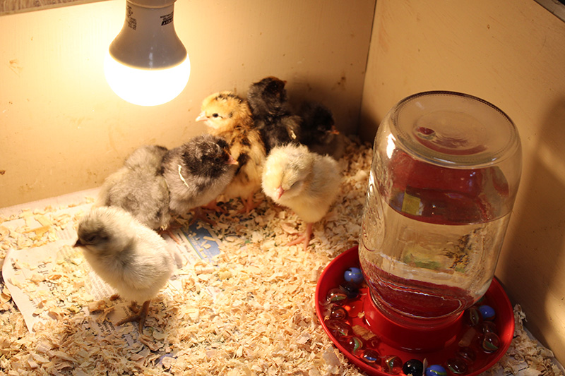 A group of little chicks - yellow, black and multi-colored - are huddled in a box with a light bulb above them and a water bottle next to them.