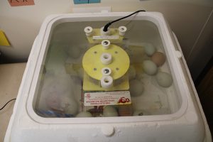A white box with a plexiglass top holds many eggs in it. 