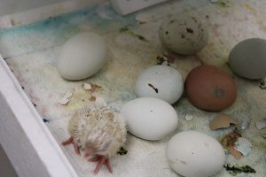 A new chick emerges from its egg, wet and unsteady.