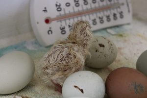 A new chick, still wet, stands up next to other eggs that have some cracks in them. In the background there is a thermometer on its side with the temperature at 100.