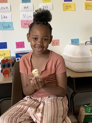 A kindergarten girl with dark hair in a bun on top of her head smiles as she holds a little yellow chick in her hands. She is wearing pants  that have stripes on this and a rose colored shirt.