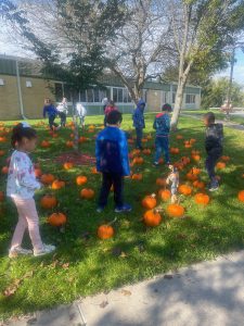 Students look for pumpkins in a pumpkin patch
