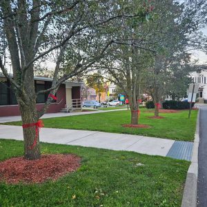 Red ribbons are tied on trees out the schools at Florida during Red Ribbon week