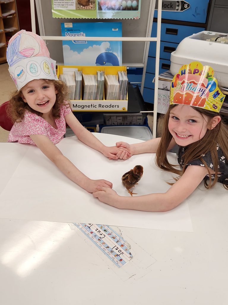 Students at a table with hatched chicks