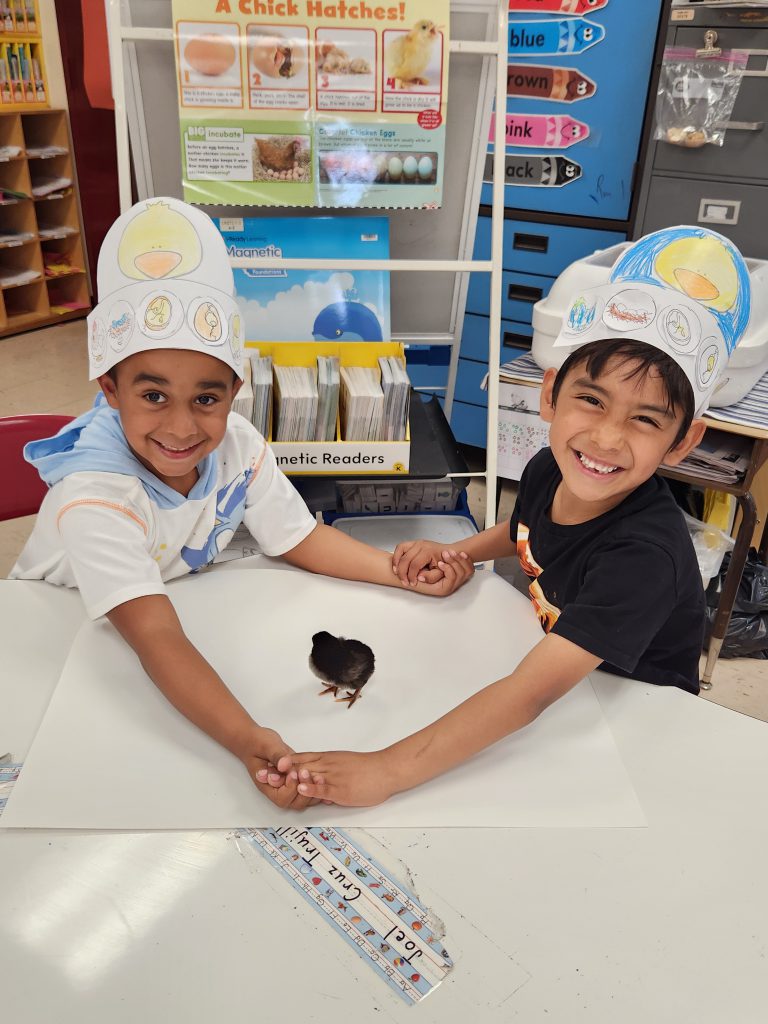 Students at a table with hatched chicks